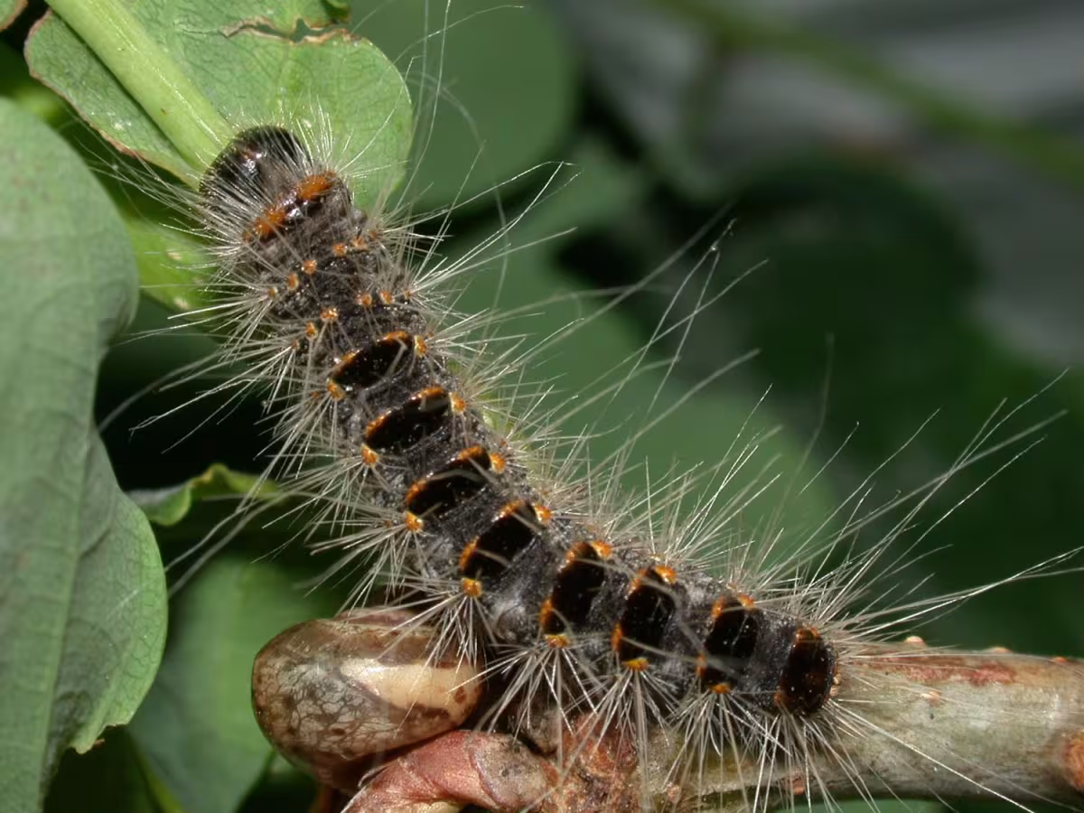 chenille_processionnaire_photo
