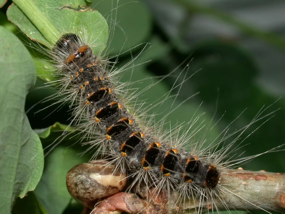 chenille_processionnaire_photo
