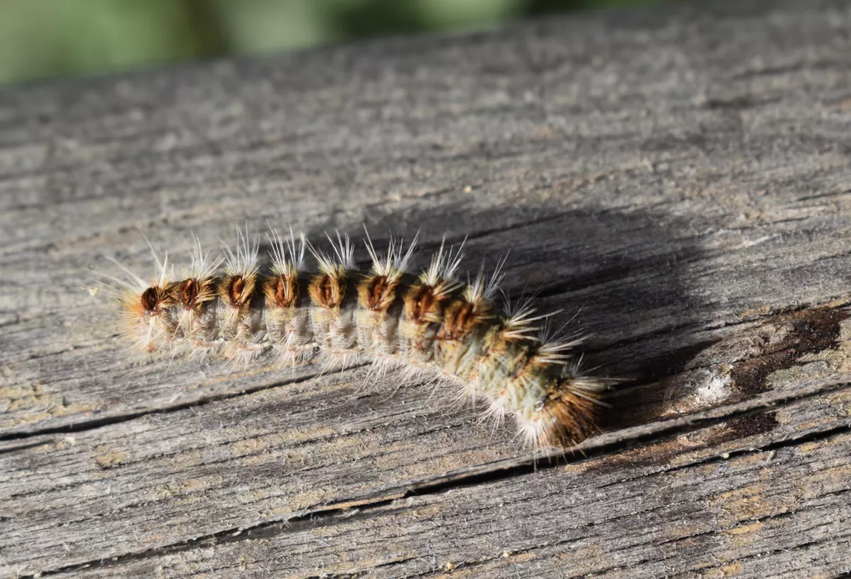 chenille_processionnaire_pins_photo