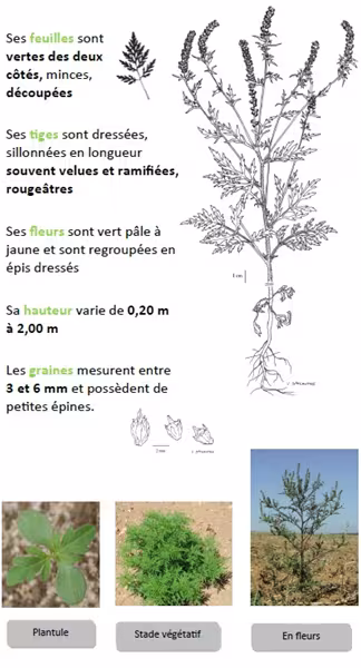 Reconnaître l'ambroisie
