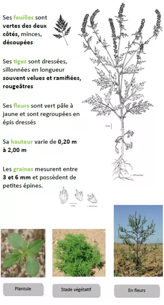 Reconnaître l'ambroisie