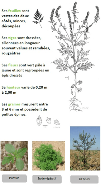 Reconnaître l'ambroisie